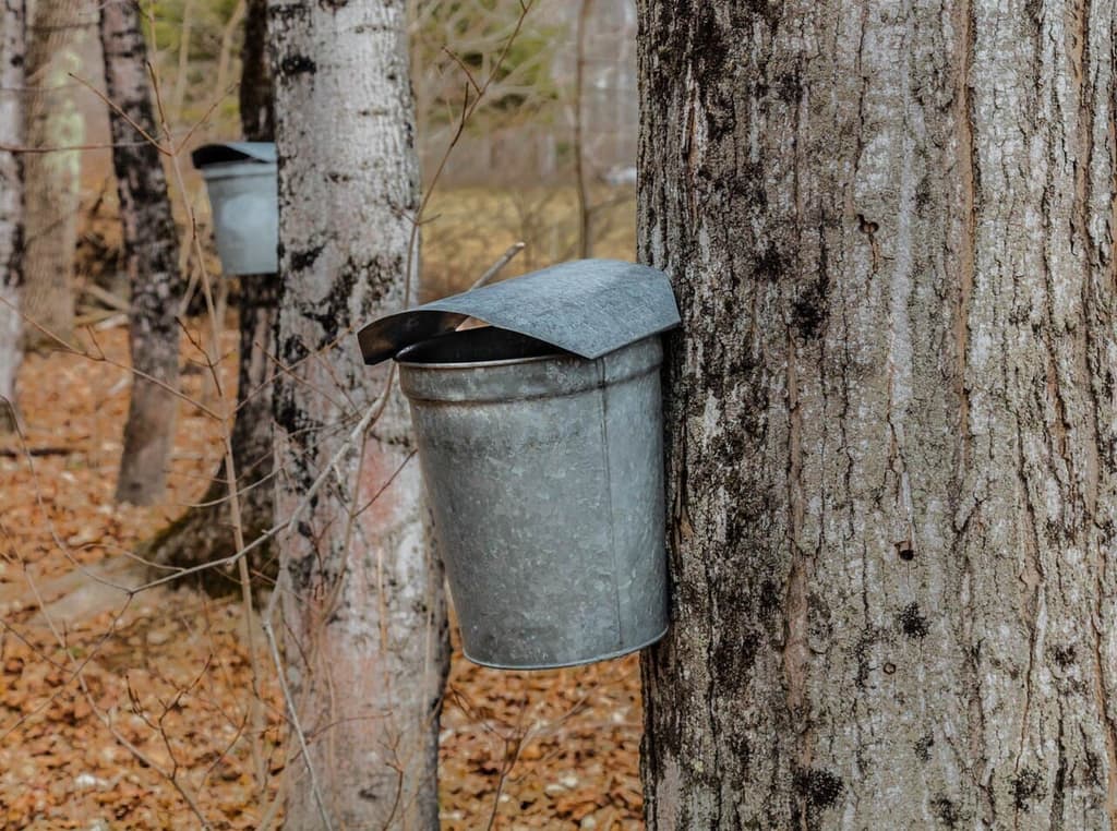Sammeleimer für Ahornsaft an Bäumen in Vermont