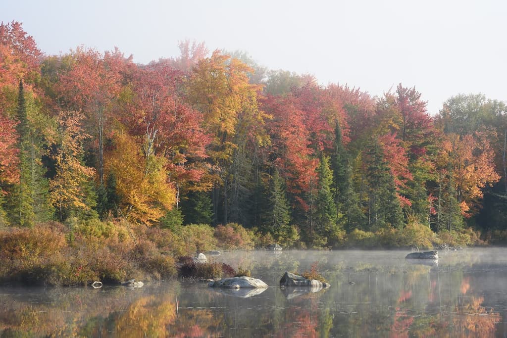 Stiller Teich in Vermont mit Herbstwald und Morgennebel